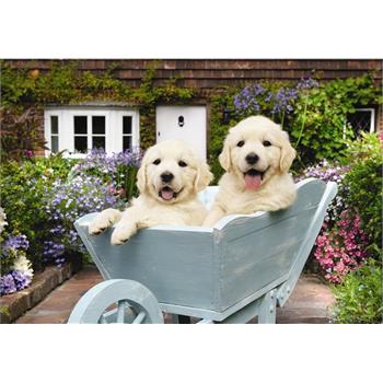 bahcivan-kopekler-puppies-in-a-wheelbarrow-30.jpg