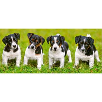 castorland-600-parca-puzzle-jack-russell-terrier-puppies_43.jpg