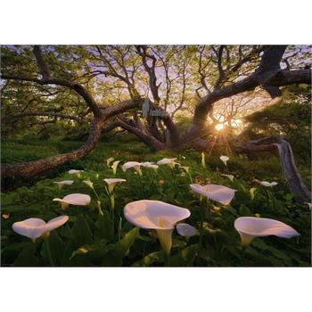 calla-clearing-magic-forests_93.jpg